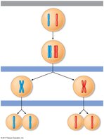 Diagram of meiosis stages and chromosome separation