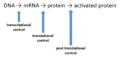 Diagram showing points of gene expression regulation