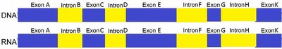 Diagram of exons and introns in DNA and RNA
