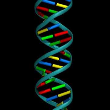 DNA double helix model