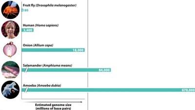 Percentage of DNA that codes for protein in various organisms