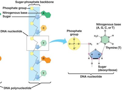 Chemical structures of DNA bases