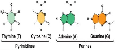 DNA double helix and hydrogen bonding