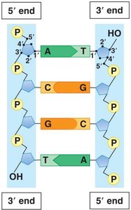 DNA replication fork with enzymes
