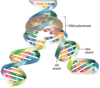 Semiconservative DNA replication diagram