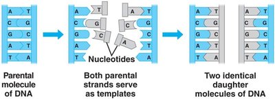 Multiple origins of replication in eukaryotic DNA