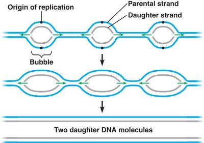 Leading and lagging strand synthesis with DNA ligase