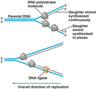 Central dogma: DNA to RNA to protein