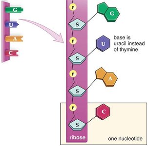 Transcription process: initiation, elongation, termination
