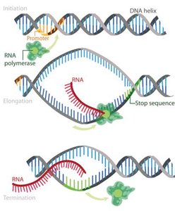 RNA processing and splicing