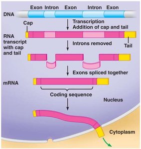 Translation: tRNA and ribosome