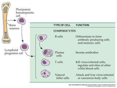 Diagram of lymphocyte types and functions