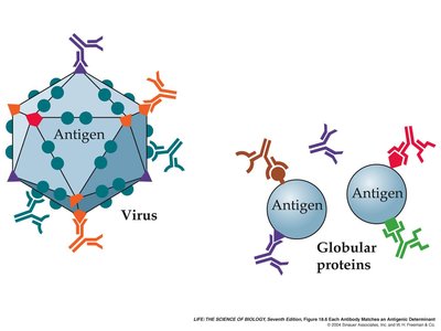 Diagram of antibody structure
