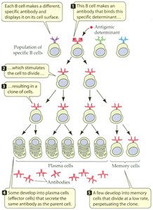 Diagram of clonal selection