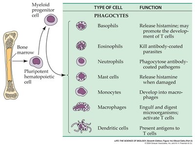 Diagram of phagocyte types and functions