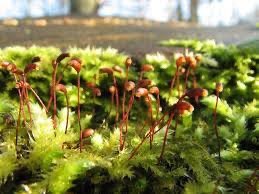 Moss sporophytes attached to gametophyte