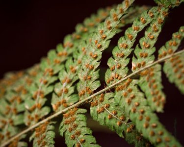 Fern frond with sori (clusters of sporangia)