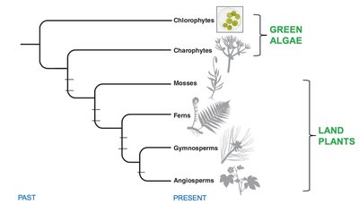 Phylogenetic tree showing relationships among green algae and land plants