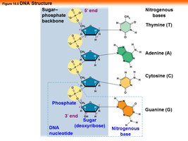 DNA nucleotide structure