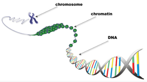 Diagram showing chromosome, chromatin, and DNA structure
