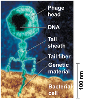 Bacteriophage structure diagram