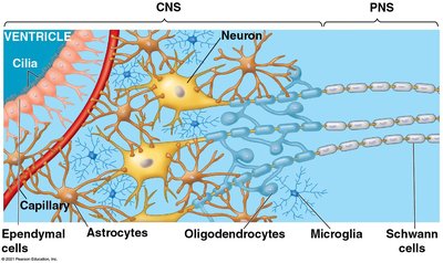 Diagram of glial cells and neurons in the CNS and PNS