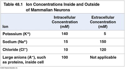 Table of ion concentrations inside and outside neurons