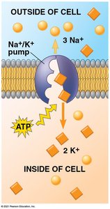 Diagram of sodium-potassium pump and ion channels in the neuron membrane