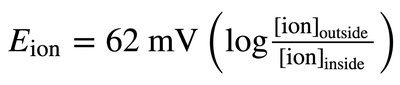 Artificial membrane model showing equilibrium potentials for K+ and Na+