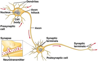 Diagram of a neuron showing dendrites, cell body, axon, synaptic terminals, and synapse