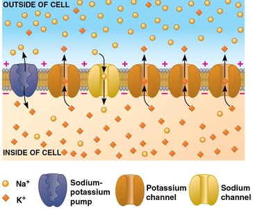 Gated ion channels and changes in membrane potential