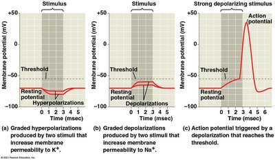 Graph of graded potentials and action potentials