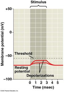 Action potential graph showing threshold and peak