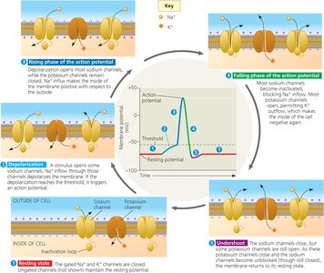Cycle of voltage-gated ion channel opening and closing during action potential