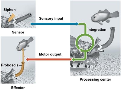 Diagram of sensory input, integration, and motor output in a simple nervous system