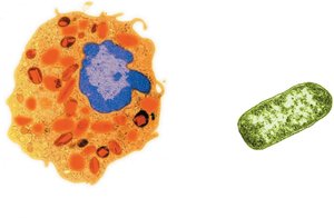 Comparison of eukaryotic and prokaryotic cell structures