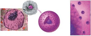 Structure of the nucleus with nucleolus and nuclear pores