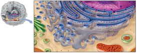 Structure of the endoplasmic reticulum (rough and smooth)