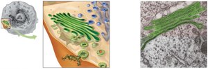 Structure and function of the Golgi apparatus