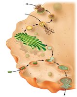 Lysosomes and peroxisomes forming from the Golgi apparatus