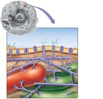 Cytoskeleton structure and function