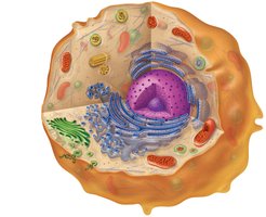 Diagram of eukaryotic cell with labeled organelles