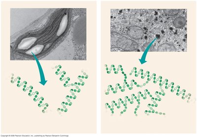Starch and glycogen structure and storage