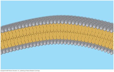 Phospholipid bilayer structure