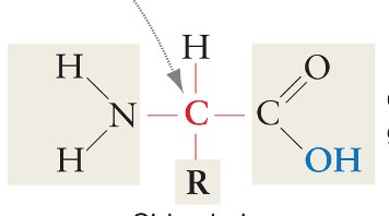 Protein R Group Pka General Biology Study Guide: Key Concepts & Exam Review | Notes