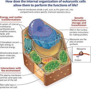 Eukaryotic cell structure and functions