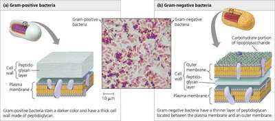 Gram-positive vs Gram-negative bacteria structure