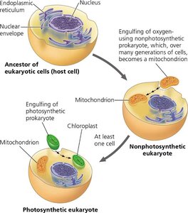 Endosymbiosis theory diagram