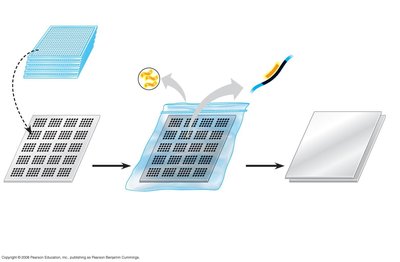 Screening a DNA library with a nucleic acid probe