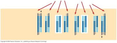 PCR cycle 3